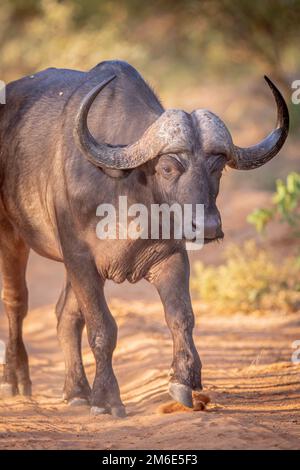 Buffle africain marchant vers la caméra. Banque D'Images