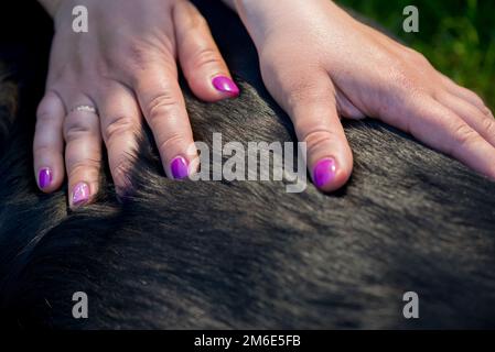 Des mains humaines faisant massage chien Banque D'Images