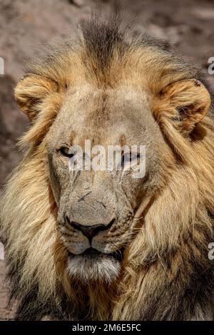 Gros plan sur le visage d'un grand lion mâle Banque D'Images