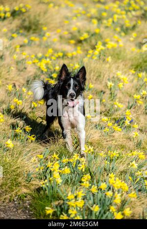 Mignon noir et blanc Border Collie chiot dans la montagne sur l'Andorre Banque D'Images