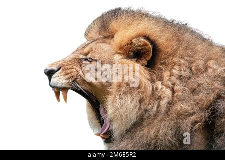 Lion bâillant isolé sur fond blanc Banque D'Images