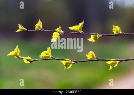 Les premières feuilles vertes sur le bouleau au printemps. Banque D'Images