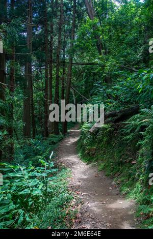 Promenez-vous et découvrez la cascade de prego salto sur l'île de sao miguel, aux açores Banque D'Images