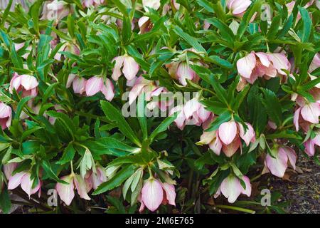 Gros plan sur les fleurs de rose de Lenten (Helleborus x hybridus) Banque D'Images