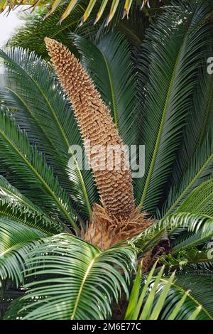 Gros plan du cône mâle de la paume sagou (Cycas Revoluta) Banque D'Images