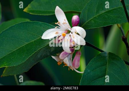 Gros plan de fleurs de citron Meyer (Citrus x meyeri) Banque D'Images