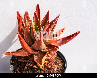 Aloe dorothée - Aloe au coucher du soleil. Un aloès de faible croissance de couleur dans le pot de fleur. Culture de plantes dans le jardin de la maison. Catalogne, Espagne Banque D'Images