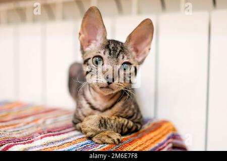 Un chaton Rex cornish se réchauffe près de la batterie. Le chat repose sur une serviette Banque D'Images