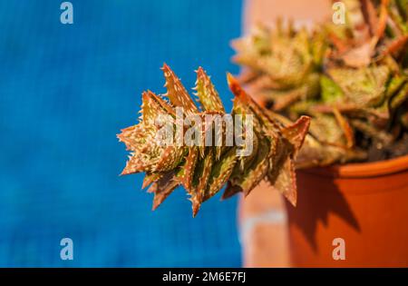 Aloe squarrosa, une espèce de plante à fleurs succulente. Écarlate à pois verts avec des épines dans le pot près de la piscine avec de l'eau bleue. Gros plan de l'usine. Cu Banque D'Images