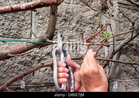 Travaillez avec des sécateurs dans le jardin. Élaguer les pommiers au printemps Banque D'Images