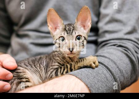 Le chaton gris tabby repose sur ses mains. Petit chat de Rex de Cornouailles audacieux Banque D'Images