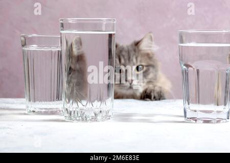 Un joli chat gris à motif tabby regarde à travers un verre. Banque D'Images