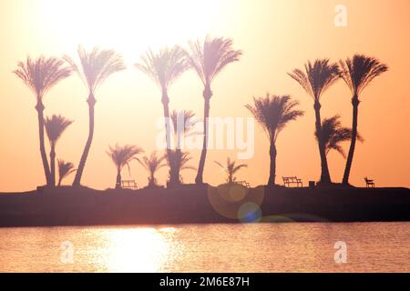 Silhouettes de palmiers poussant sur l'île en mer au lever du soleil. Aube sur une île tropicale. Coucher de soleil Banque D'Images
