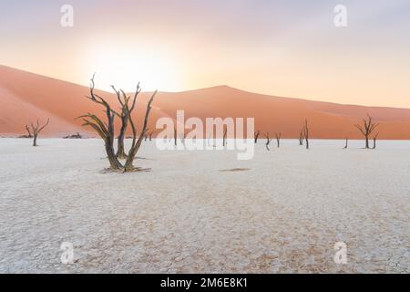 Arbres morts à Deadvlei dans le désert du Namib en Namibie. Banque D'Images