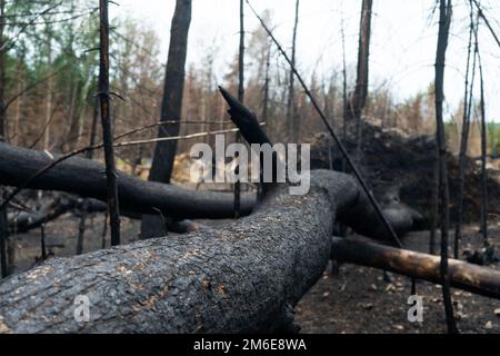 Arbre tombé et brûlé après un feu de forêt Banque D'Images