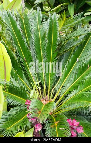 Costa Rica Cycas Revoluta Palm Banque D'Images