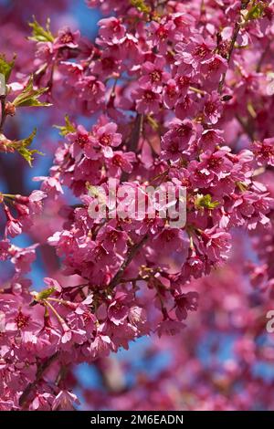 Image en gros plan des fleurs de cerisier fleuries de la première dame Banque D'Images