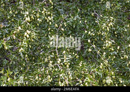 Jujujube arbre fruits et feuillage Banque D'Images