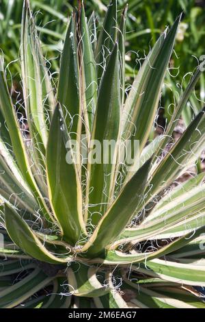 Image en gros plan de Queen of White Thread-Leaf agave Banque D'Images