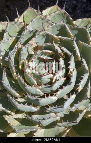 Image en gros plan de la plante d'agave de papillon Banque D'Images