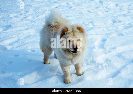 un chien blanc de la race des truies se tient dans la neige Banque D'Images