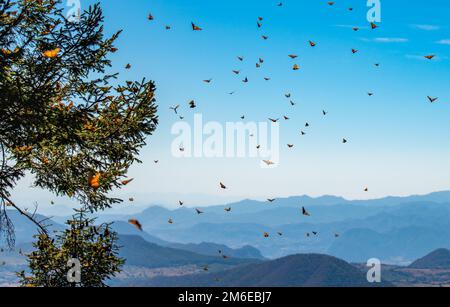 Réserve de biosphère des papillons Monarch à Michoacan, Mexique Banque D'Images