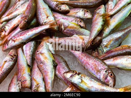 Poisson-mulet rouge frais au marché des fruits de mer Banque D'Images