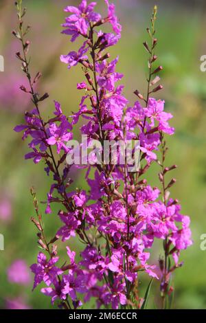 Fleurs de Chamaenerion angustifolium en fleurs dans le champ d'été. Produit pour le thé naturel Banque D'Images