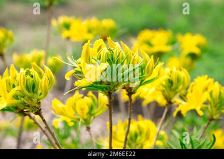Fleurs de printemps jaunes en arrière-plan. arrière-plan du ressort. Fleurs de rhododendron jaune en fleur Banque D'Images