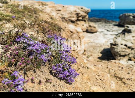 Thym rampant Thymus praecox fleurit, poussant sur la côte rocheuse de la mer. Crimée. Banque D'Images