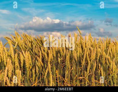 Épis de blé doré contre un ciel bleu avec des nuages. Banque D'Images