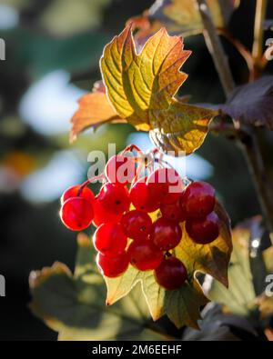 Amas de viburnum rouge sur une branche Banque D'Images