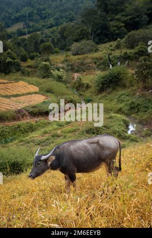 Buffle d'eau asiatique (Bubalus bubalis) dans la campagne du nord de la Thaïlande Banque D'Images