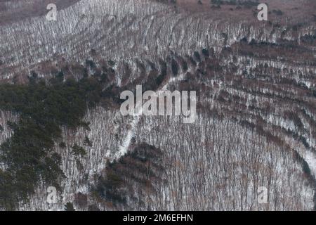 Vue de dessus. Des arbres succulents plantés dans la forêt en rangées paires Banque D'Images