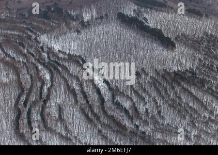 Vue de dessus. Des arbres succulents plantés dans la forêt en rangées paires Banque D'Images