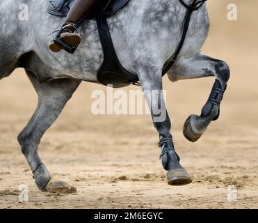 Gros plan sur les jambes du cheval gris en course à pied lors de la compétition de saut d'écran. Banque D'Images