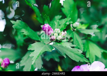 Un portrait vibrant des fleurs violettes fermées d'un buisson hibiscus syriacus dans un jardin. On l'appelle aussi la rose de sharon, la kétamia syrienne, l'arbuste Banque D'Images