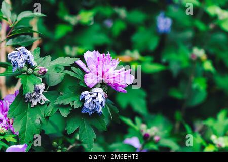 Un portrait en gros plan d'une fleur pourpre ouverte à côté de certains flétris d'un buisson hibiscus syriacus dans un jardin. Il est également appelé la rose de sharon, Banque D'Images