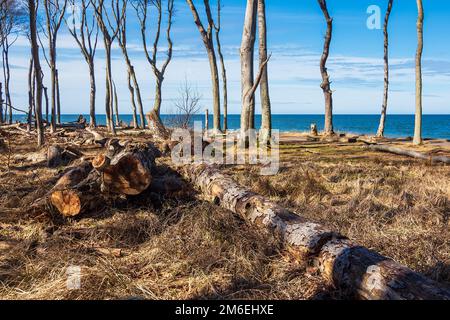 Forêt fantôme sur la côte Baltique près de Nienhagen. Banque D'Images