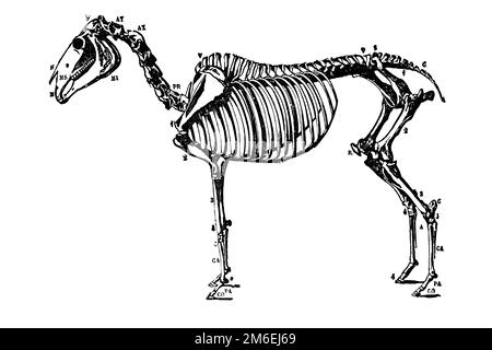 Squelette de cheval. Illustration ancienne d'un livre médical, 1889. Banque D'Images