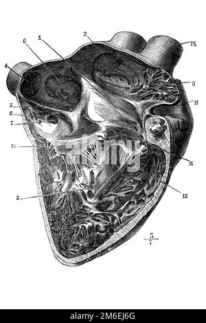 Vue en coupe du cœur humain. Illustration ancienne d'un livre médical. 1899. Banque D'Images