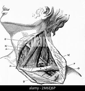 Anatomie du cou humain. Illustration ancienne d'un livre médical. 1889. Banque D'Images