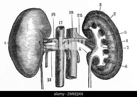 Anatomie des reins. Illustration ancienne d'un livre médical. 1889. Banque D'Images