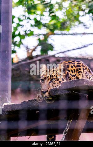 Un portrait vertical d'un léopard d'amour couché et reposant sur une plate-forme en bois et regardant autour d'un zoo en Belgique. L'animal prédateur regarde f Banque D'Images