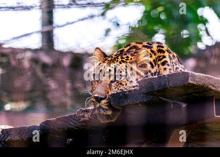 Un portrait d'un léopard d'amour couché et reposant sur une plate-forme en bois et regardant autour d'un zoo en Belgique. L'animal prédateur est à la recherche de la proie Banque D'Images