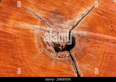 Surface de coupe de prunier en tant que fond de texture en bois Banque D'Images