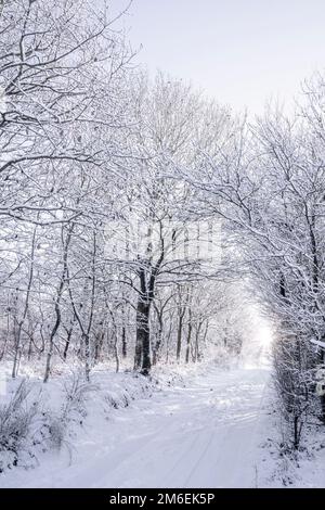 Sentier enneigé entouré d'arbres enneigés par une journée ensoleillée Banque D'Images