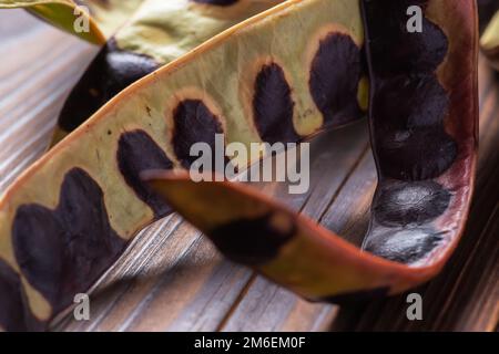 Graines d'acacia. criquet noir hacia sur fond de bois. Gros plan. Banque D'Images