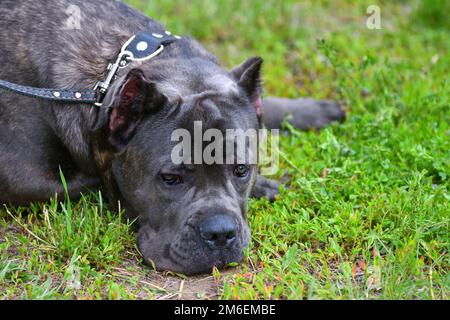 Chien race Cane-Corso lors d'une promenade le jour de l'été Banque D'Images