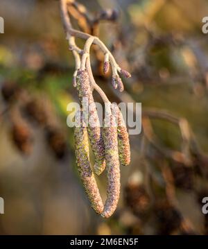 Pendant l'hiver, la partie florale de l'aulne commence à se développer. Ce chat n'est pas aussi évident que ceux du saule, mais il s'agit du pollen mâle pr Banque D'Images